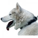 中・大型犬用ネームプレート付き革の首輪