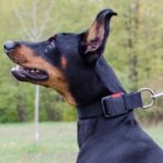 中・大型犬用ナイロンの首輪（バックル付き）