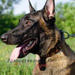 ベルジアン・マリノア用「炎」で装飾された本革首輪