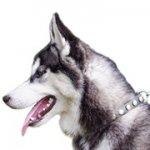 丸いスタッズ付き犬用首輪【本革製品】