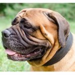 柔らかいフェルトの裏打ち付き首輪