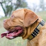 プレート・スタッズ・スパイク付き革のデコ・カラー