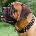 三列のスパイク付き中・大型犬の革製首輪