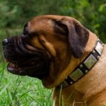 ニッケルのスタッズ＆プレートで装飾された革の首輪