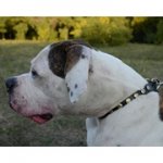 大・超大型犬用スタッズの飾り付き革製首輪