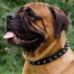 中・大型犬用本革のスパイク・カラー　