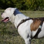 手作りの革製犬用ハーネス