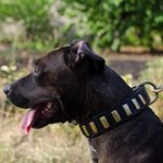 黄銅のプレート付きピットブル用首輪