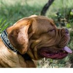 パッチ付きナイロンの首輪