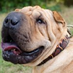 「炎」の絵で装飾されたシャー・ペイ用本革首輪