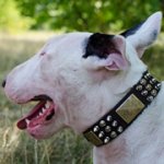 プレート・スタッズ・スパイク付きブルテリア用カラー