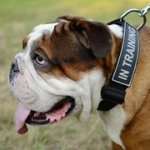 イングリッシュブルドッグ用当て布とバックル付きナイロンの首輪
