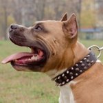 アムスタッフ用三連のスパイク・玉スタッズ付き首輪