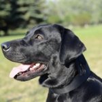 大型犬用二枚のナイロンの首輪