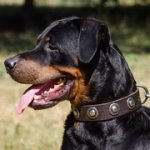 銀色のコンチョで付き革製犬用首輪