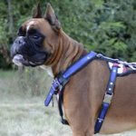 アメリカの旗の模様で装飾された革製犬用胴輪