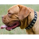 ニッケルのプレート付き革製首輪（中・大型犬用）