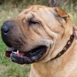 シャー・ペイ用ゴールデン色ユニークなスタッズ付き本革首輪