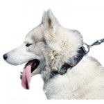 コンチョ付き革製中～大犬用首輪