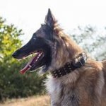 金属装飾付 本革製 犬用首輪