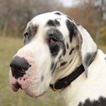 大型犬用革製デコカラー