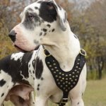 グレート・デーン用スタッズ付き革のハーネス