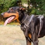 有刺鉄線の絵で装飾されたドーベルマン用デコ・ハーネス