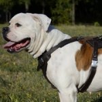 大・超大型犬種の訓練向けの革のハーネス