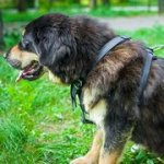 犬の訓練・散歩用のレザーハーネス