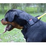 ハンドルとバックル付きナイロンの首輪（中・大型犬用）