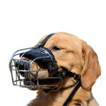 ゴールデンレトリーバー用ワイヤー製口輪