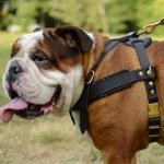 イングリッシュブルドッグ用多目的な革のハーネス