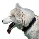 中～超大型犬用ナパレザーのパッド付き革の首輪