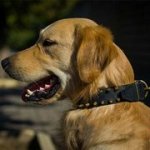 犬用首輪　二列の真鍮スパイク付き