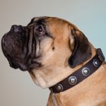 銀色のコンチョ付き革の首輪（中・大型犬用）