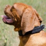 フェルトのパッド付き中・大型犬用革の首輪