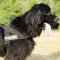 中・大型犬用多目的なナイロン製のハーネス