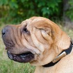 シャー・ペイ用迷子札付き革の首輪