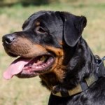 ロットワイラー用幅広いプレート付き革の首輪