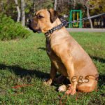 レザー製　犬用首輪　おしゃれな装飾付き　幅広い