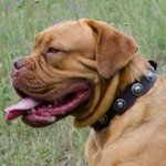 銀色のコンチョで装飾された革の首輪