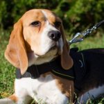多目的で、快適なナイロンのビーグル犬用ハーネス