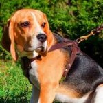 小型犬・中型犬用　革製ハーネス　装飾付き