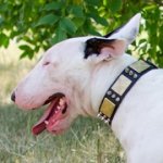 シルバースパイク・真鍮プレート付きブルテリア用首輪