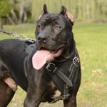 ピットブル訓練向けの革のハーネス