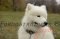 大型犬のサモエド用のデザイン首輪