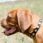 中・大型犬用革製デコ・カラー