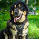 犬用のソフトな本革製ハーネス（マスティフ用）