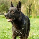 ジャーマン・シェパード・ドッグ用スパイク付き革のハーネス