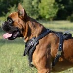 中・大型犬の訓練用革のハーネス